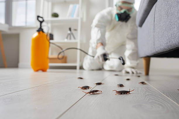 Post-Treatment Bed Bug Interceptor Monitoring in Lexington Park